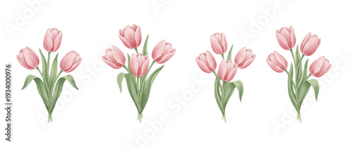 pink tulips isolated on white