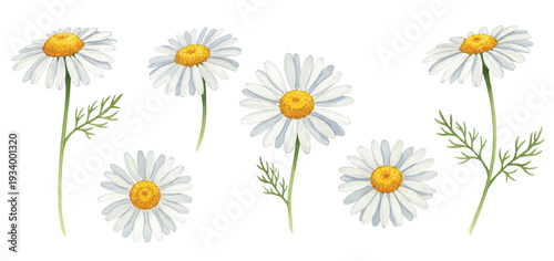 daisies on white