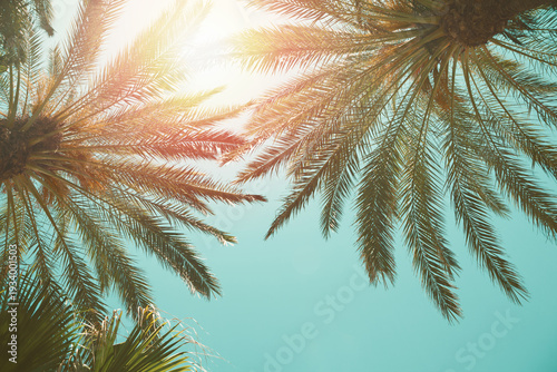 Palm trees on a tropical beach against a blue sky.  Low Angle View. Toned image
