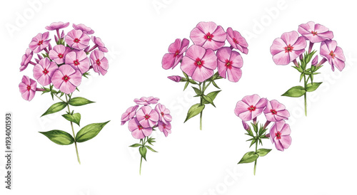 lilac flowers isolated on white