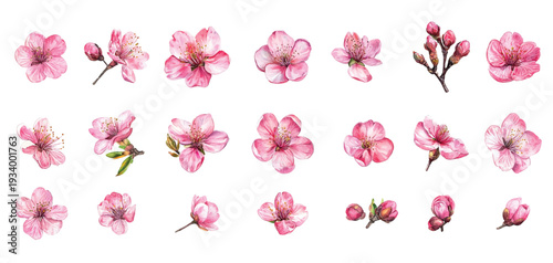 pink tulips isolated on white