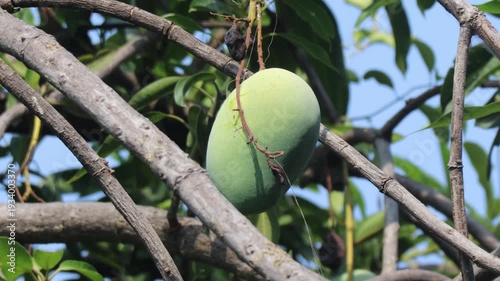 Fresh green mango fruit hanging from tree branch in natural daylight.