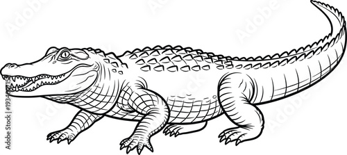 Detailed crocodile line art illustration isolated reptile engraving style black and white vector design