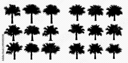 Set of various palm tree silhouettes, tropical plants, vector illustration isolated on transparent background.