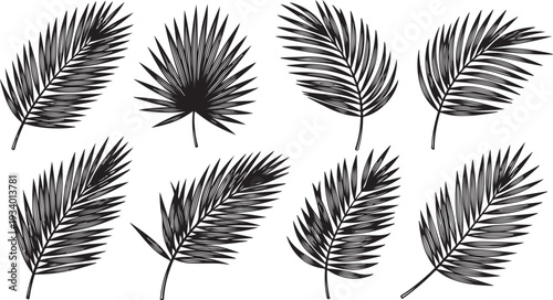 Collection of black palm leaves on white background illustration
