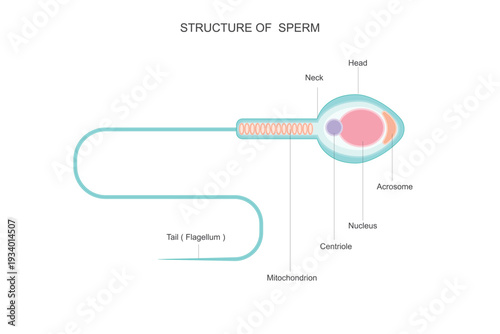 Sperm are male reproductive cells that carry DNA, move with a tail, and fertilize the female egg, playing a vital role in human reproduction and fertility.Vector illustration.
