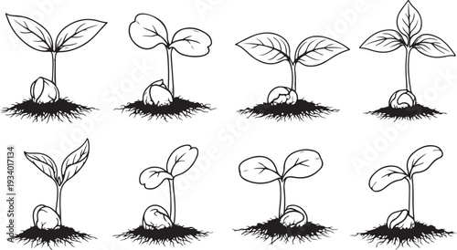 Sprouting seedlings growing from soil with roots and leaves