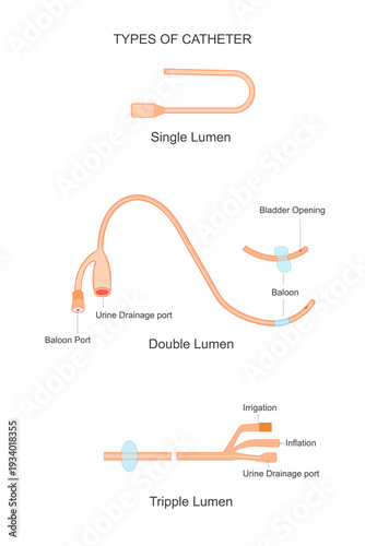 Sperm are male reproductive cells that carry DNA, move with a tail, and fertilize the female egg, playing a vital role in human reproduction and fertility.Vector illustration.
