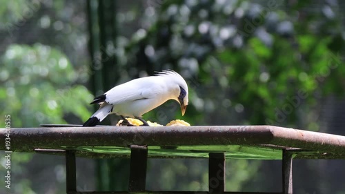 White bird pecking at fruit pieces on wooden railing in natural setting.