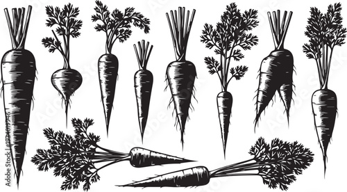 Black and white illustration of various carrot vegetables