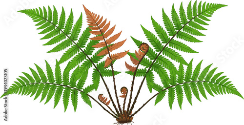 Create a realistic Set of Dryopteris erythrosora (the autumn fern or Japanese shield fern) frontal perfectly cutout high resolution vector art with white background.