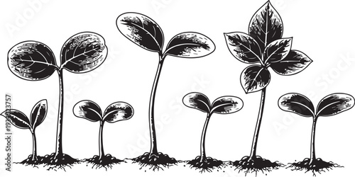 Seven small plants growing in soil illustration in black