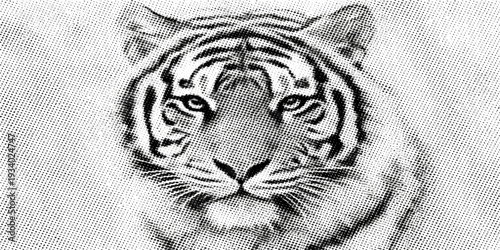 A majestic white Bengal tiger portrait showcasing the dangerous predator's striped fur and feline face as it gazes from the wild jungle