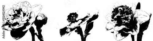 Elegant White Narcissus Flower in Full Bloom