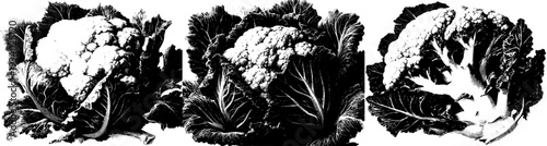 Elegant Botanical Art: A Detailed Illustration of Cauliflower and Lettuce