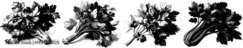 Harvest's Bounty: A Classic Botanical Print of Fresh Parsley and Celery