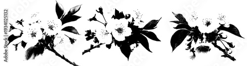 Monochrome Blossoms: A Black and White Cherry Tree