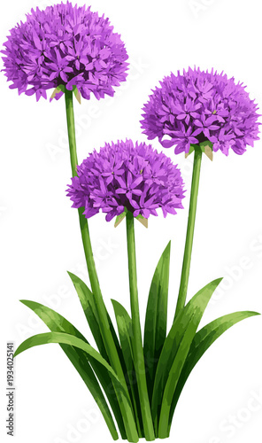 Create a realistic Set of Allium hollandicum (the Persian onion or Dutch garlic) frontal isolated png on a transparent background perfectly cutout high resolution vector art with white background..