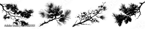 Elegant Evergreen: A Black and White Botanical Illustration of a Conifer