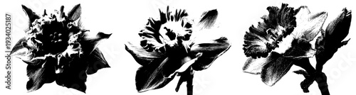 Floral Fantasy: A Monochrome Masterpiece