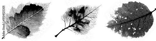 Nature's Artistry: A Laceleaf Leaf in Black and White