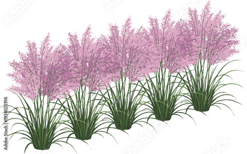 Create a realistic Set of Muhlenbergia capillaris (commonly known as the hairawn muhly) perfectly cutout vector art with white background..