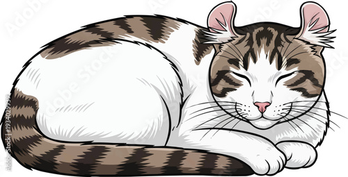 American Curl cat curled up sleeping relaxed resting illustration
