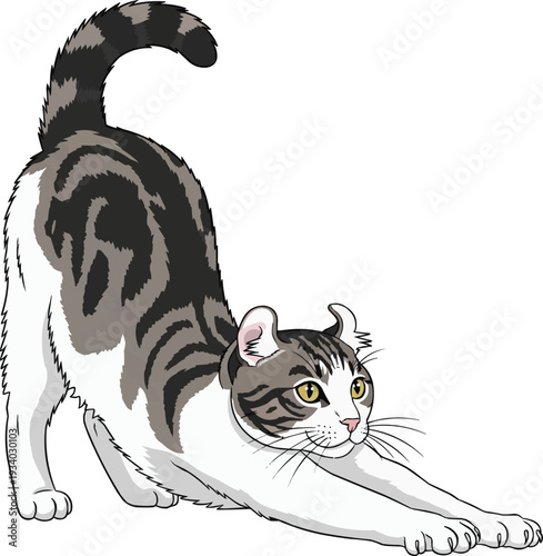 American Curl cat stretching elegant movement illustration