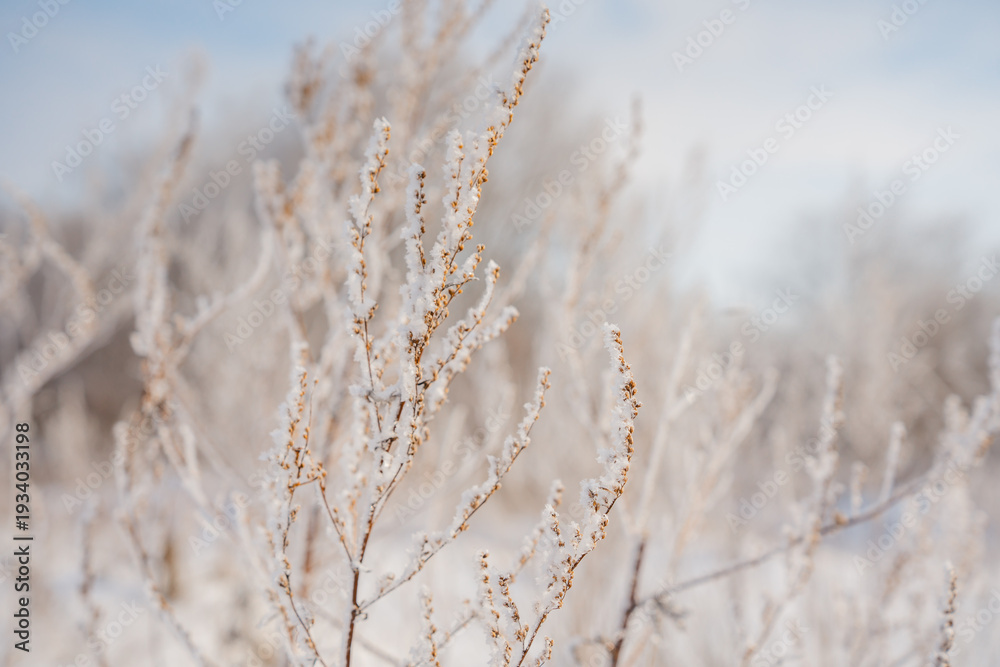 Fototapeta premium Beautiful winter landscape, natural background image with twigs covered with snow in winter