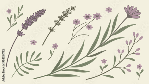 Set of lavender field abstract hand drawn flowers. Floral cute doodle elements, wildflower, leaves and herb, plants, foliage.