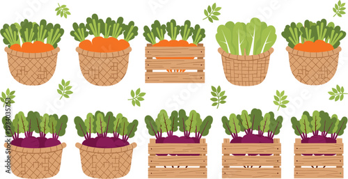 Fresh Carrots and Beetroots in Wicker Baskets and Wooden Crates Farm Harvest Vector Illustration Set