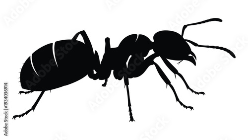 A black silhouette of an ant on a white background isolated on white background, Vector