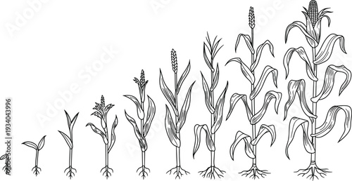 Corn plant growth stages vector illustration, maize life cycle progression from seedling to mature crop, hand drawn botanical line art agricultural infographic design