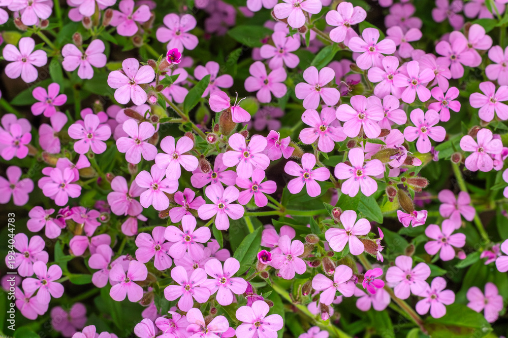 Obraz premium Saponaria commonly known as soapworts. Top view.