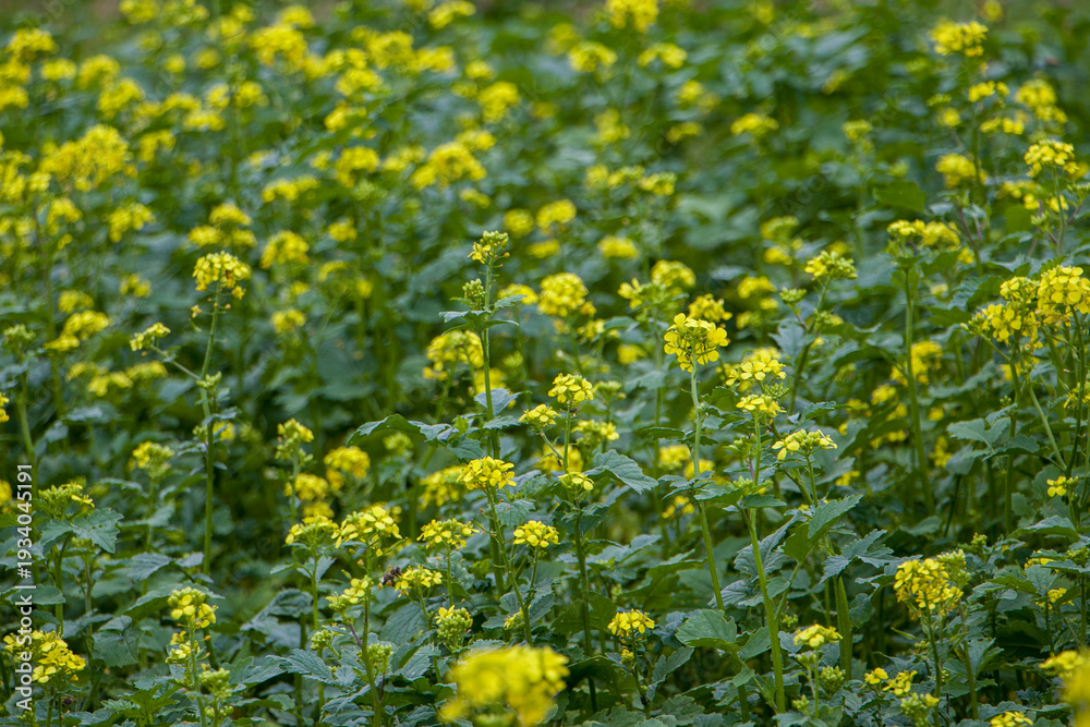Obraz premium Rapeseed flowers. Bright yellow canola flowers that bloom in spring.
