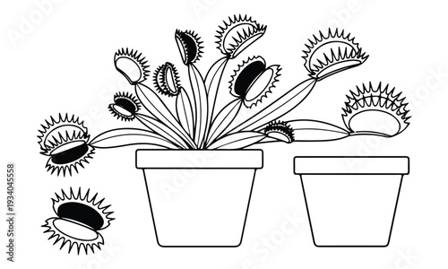 Venus Flytrap Carnivorous Plant in Pot Line Art Illustration