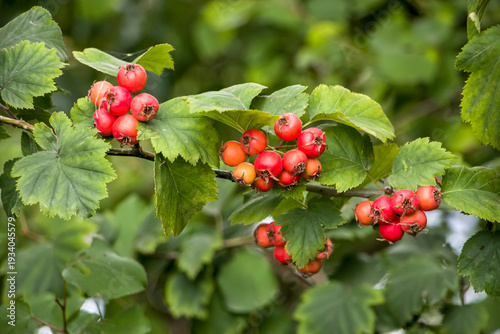 Ripening hawthorn berries. Red hawthorn berries ripen on the tree. Hawthorn with red berries.