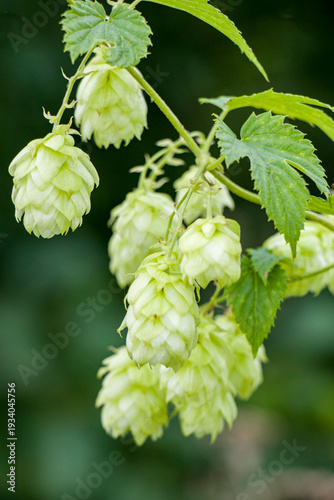 Hops ordinary. Green ripe hop cones. Green ripe hop cones.