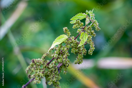 A branch of flowering nettle.
A nettle flower on a plant with leaves. Flowering nettle with green leaves grows in natural thickets.