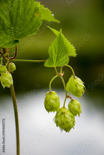 Hops ordinary. Green ripe hop cones. Green ripe hop cones.