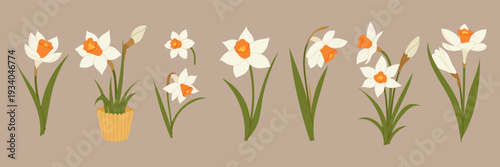 Set white daffodil flowers in different arrangements. Flat spring botanical illustration for home decor and floral design.