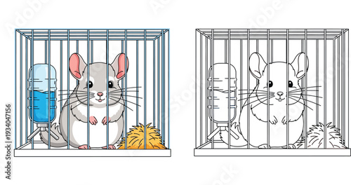 Cute cartoon chinchilla sitting in a wire cage with water bottle and hay. Side by side colorful illustration and black and white line art for kids coloring book page vector design.
