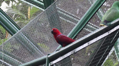 Bright red tropical bird standing inside fenced wildlife enclosure.
