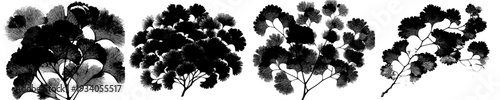 Majestic Maidenhair Fern: A Study in Black and White