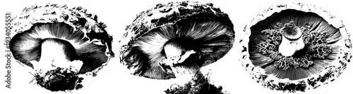 Giant mushroom bloom in a forest