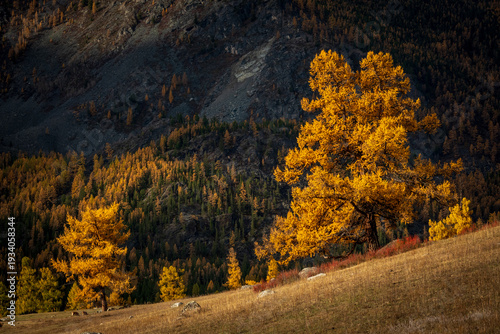 Golden larch trees glow on steep mountain slope at autumn sunset, warm colors, peaceful remote landscape.
