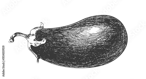 Eggplant drawn in sketch style. Black and white illustration of vegetable isolated on white background. Vintage engraving of aubergine