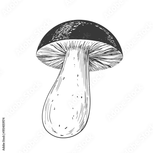 Mushroom drawn in sketch style. Black and white illustration of mushroom isolated on white background. Vintage engraving