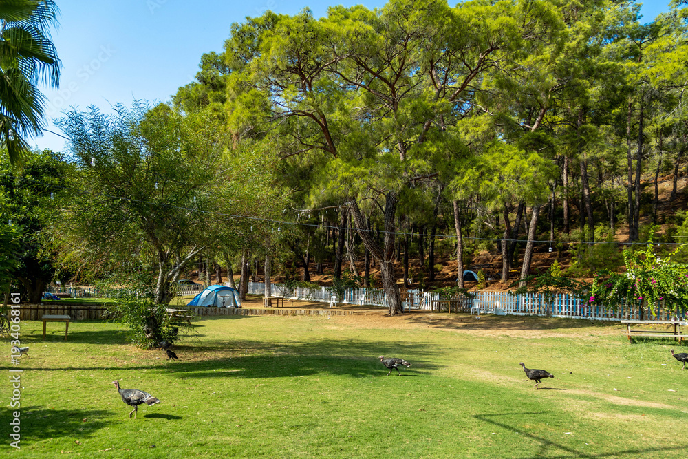 Obraz premium Turkeys walking on a green grass lawn in a forest camping site. Scenic rural landscape with pine trees, white fence, and blue tents in Karagozler, Fethiye, Mugla province, Turkey. Sunny autumn day.