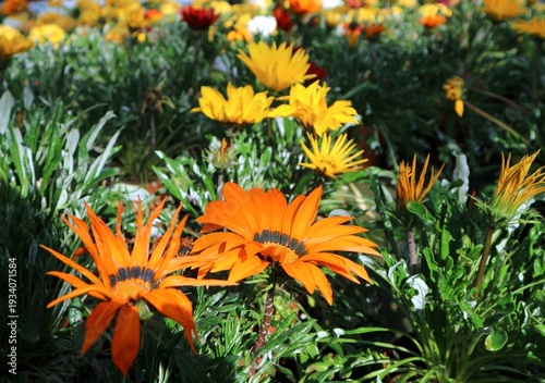 Wallpaper Mural Blooming orange and yellow Gazania flowers. It's a flower native form South Africa of the Daisy family Torontodigital.ca
